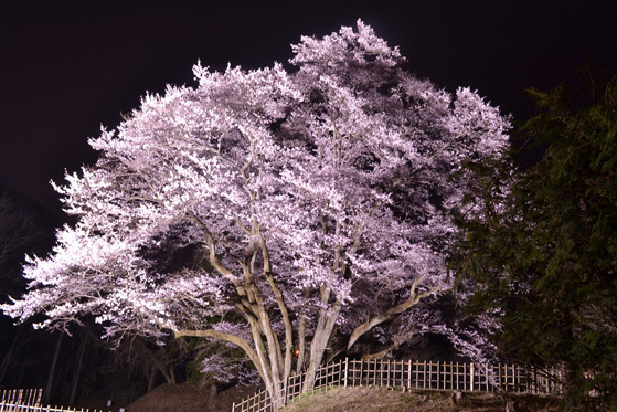 町指定文化財「鉢形城の桜・エドヒガン（氏邦桜）のライトアップ」