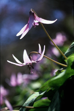 町の花「カタクリ」